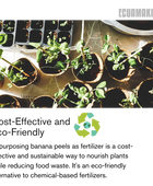 Fertilizante en polvo de cáscara de plátano (500 g)