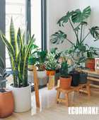 Fertilizante en polvo de cáscara de plátano (500 g)