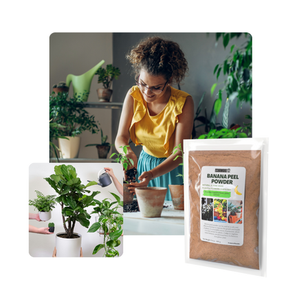 Banana Peel Powder Fertilizer (500g)