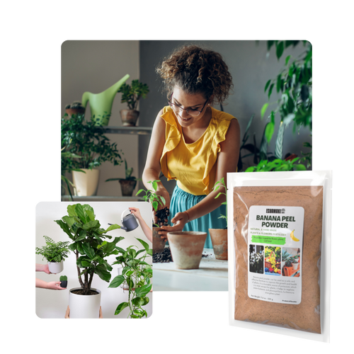 Banana Peel Powder Fertilizer (500g)