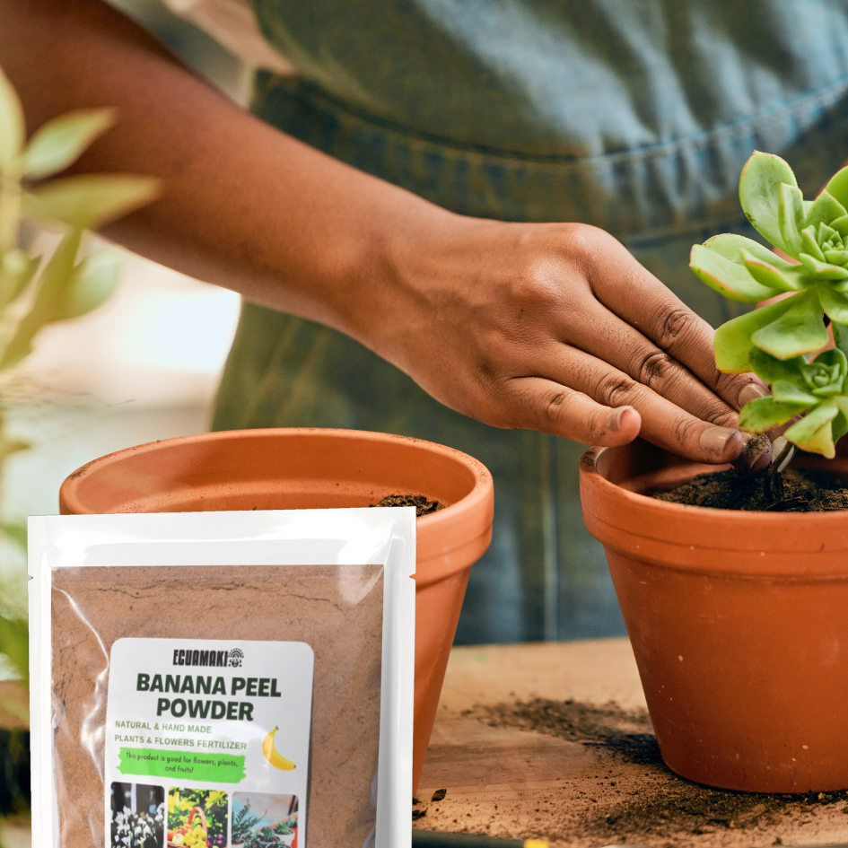 banana peel fertilizer for money plant Banana Peel Powder Fertilizer (500g) – Ecuamaki Store